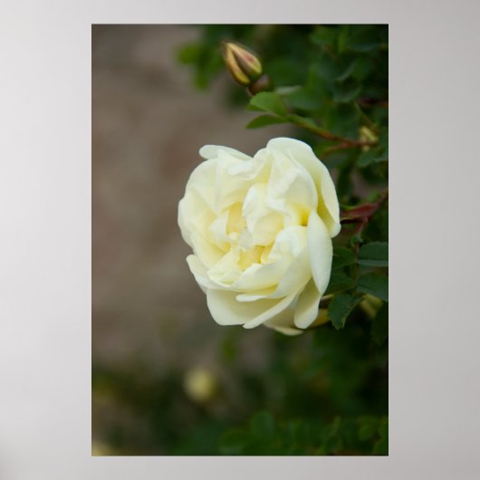 Grote witte rozen voor positief poster (Voorkant)