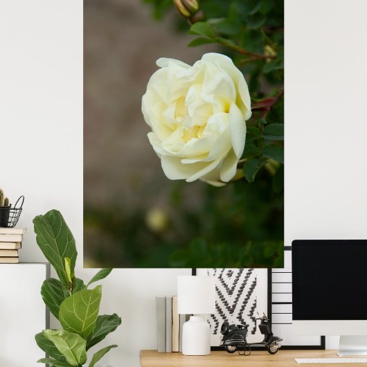 Grote witte rozen voor positief poster (Thuiskantoor)