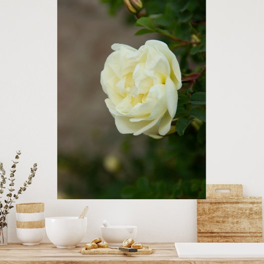 Grote witte rozen voor positief poster (Keuken)