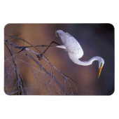 Grote witte vlek magneet (Horizontaal)