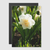 Grote witte vlekken op een lentedag (Voorkant / Achterkant)