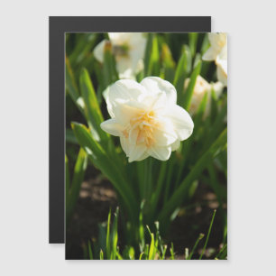 Grote witte vlekken op een lentedag