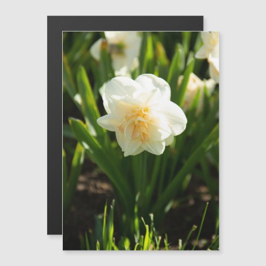 Grote witte vlekken op een lentedag (Voorkant / Achterkant)