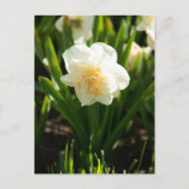 Grote witte vlekken op een lentedag briefkaart (Voorkant)