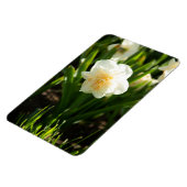 Grote witte vlekken op een lentedag magneet (Linkerzijde)