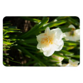 Grote witte vlekken op een lentedag magneet (Horizontaal)