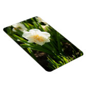 Grote witte vlekken op een lentedag magneet (Rechterzijde)