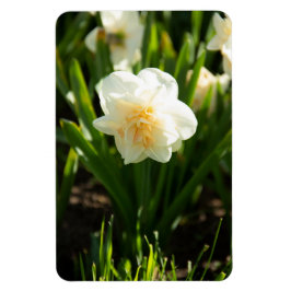 Grote witte vlekken op een lentedag magneet