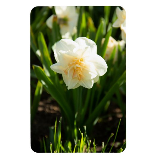 Grote witte vlekken op een lentedag magneet (Verticaal)