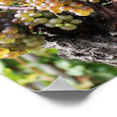 Grote witte wijnvariëteiten van de wereld poster (Hoek)