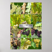 Grote witte wijnvariëteiten van de wereld poster (Voorkant)