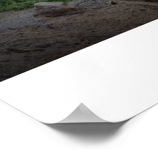 Grote Wolf van de Rocky Mountains Poster (Hoek)