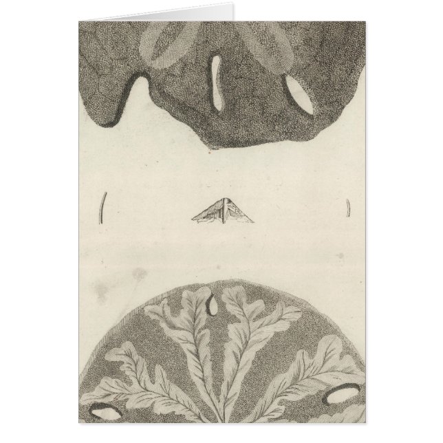 Grote Zee Urchins (Voorkant)