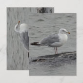 Grote zeemeeuw Plat Kaart (Voorkant / Achterkant)
