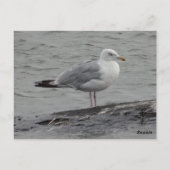 Grote zeemeeuw Plat Kaart (Achterkant)