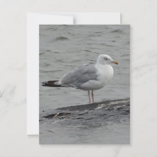 Grote zeemeeuw Plat Kaart