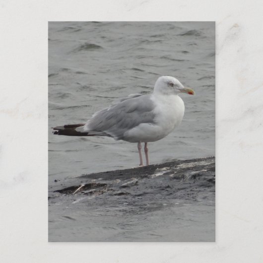 Grote zeemeeuw Plat Kaart (Voorkant)