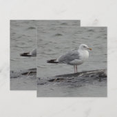 Grote zeemeeuw Plat kaart (Voorkant / Achterkant)