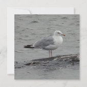Grote zeemeeuw Plat kaart (Achterkant)