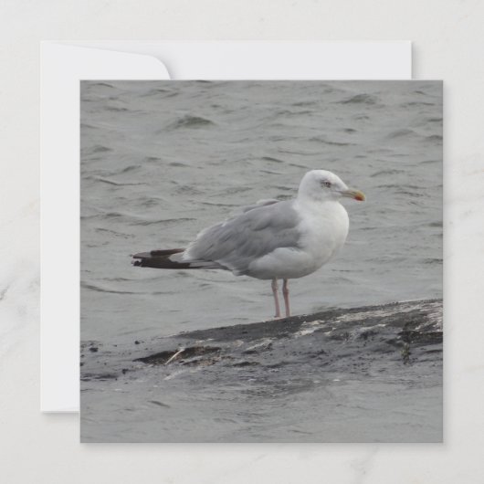 Grote zeemeeuw Plat kaart (Voorkant)
