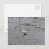 Grote Zilverreiger Briefkaart (Voorkant / Achterkant)