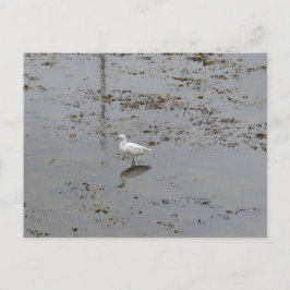 Grote Zilverreiger Briefkaart