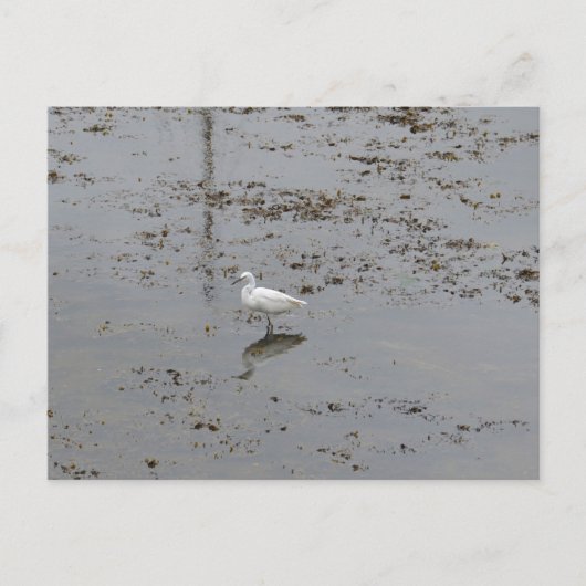 Grote Zilverreiger Briefkaart (Voorkant)