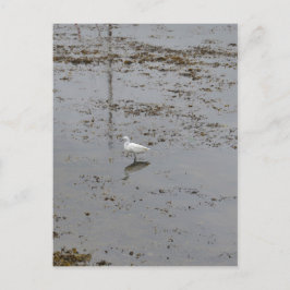 Grote Zilverreiger Briefkaart