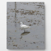 Grote Zilverreiger Fotoplaat (Voorkant)