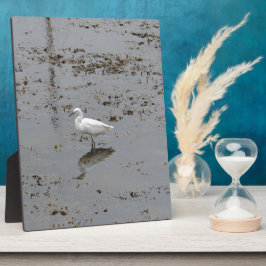 Grote Zilverreiger Fotoplaat