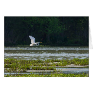 Grote Zilverreiger in vlucht