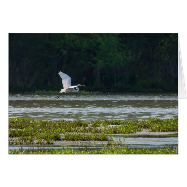 Grote Zilverreiger in vlucht (Voorkant Horizontaal)