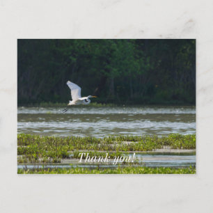 Grote Zilverreiger in Vlucht Bedankt Ansichtkaart Briefkaart