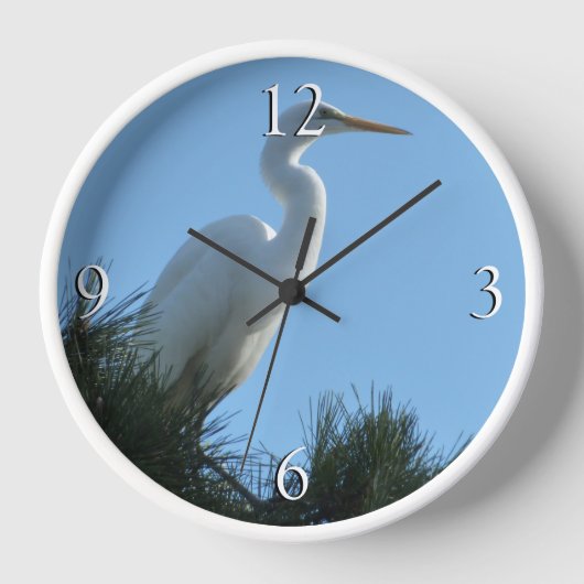 Grote Zilverreiger in zonnig Florida (Voorkant)