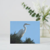 Grote Zilverreiger in zonnig Florida Briefkaart (Staand voorkant)