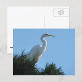 Grote Zilverreiger in zonnig Florida Briefkaart (Voorkant / Achterkant)