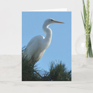 Grote Zilverreiger in zonnig Florida Kaart