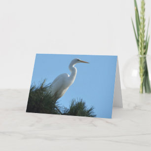 Grote Zilverreiger in zonnig Florida Kaart