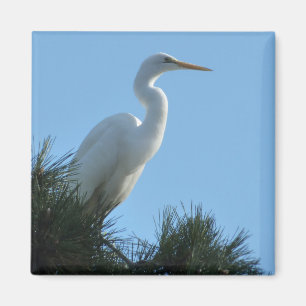 Grote Zilverreiger in zonnig Florida Magneet