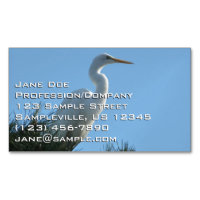 Grote Zilverreiger in zonnig Florida