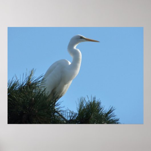 Grote Zilverreiger in zonnig Florida Poster (Voorkant)