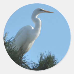 Grote Zilverreiger in zonnig Florida Ronde Sticker