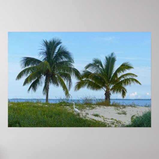Grote Zilverreiger, Treasure Cay, Great Abaco Isla Poster (Voorkant)