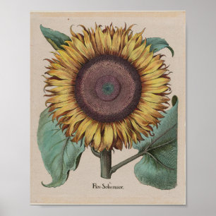 Grote Zonnebloem — Besler, Hortus Eystettensis 161 Poster