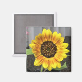 Grote Zonnebloem ontwerp - rond of vierkant Magneet (Voorkant / Achterkant)