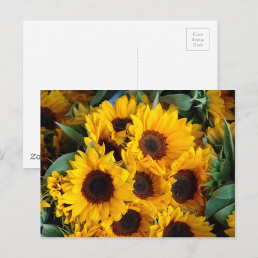 Grote zonnebloemen briefkaart (Voorkant / Achterkant)
