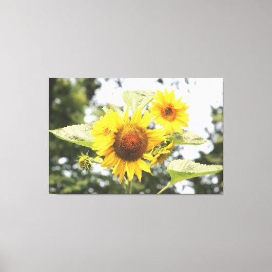 Grote Zonnebloemen Canvas Afdruk (Voorkant)