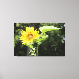 Grote Zonnige Zonnebloem Canvas Afdruk