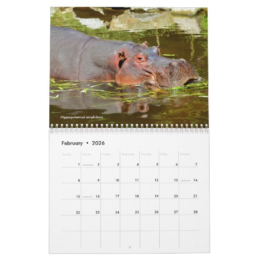 Grote zoogdieren in Afrika 12-maands kalender (Feb 2026)