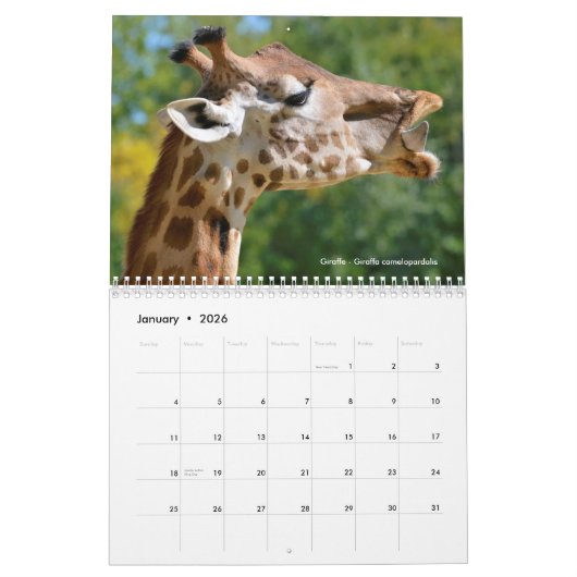 Grote zoogdieren in Afrika 12-maands kalender (Jan 2026)